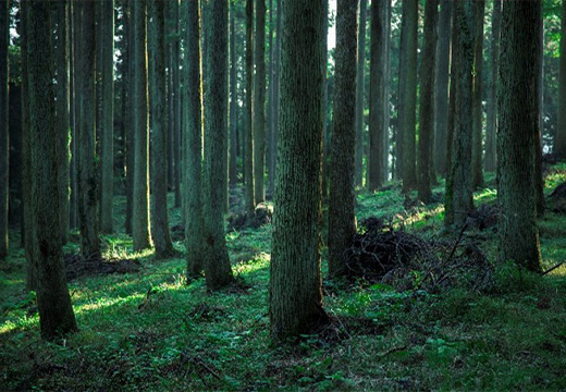 Carbon Offset Initiatives